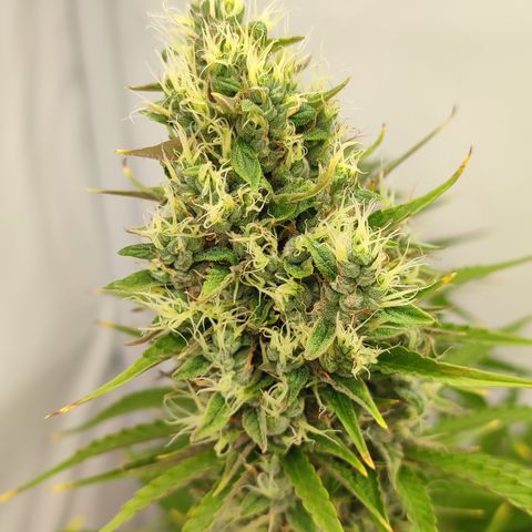 Tropicanna Banana, Ice cream cake, Biscotti Minz, Runtz Layer cake  growlog timeline photo