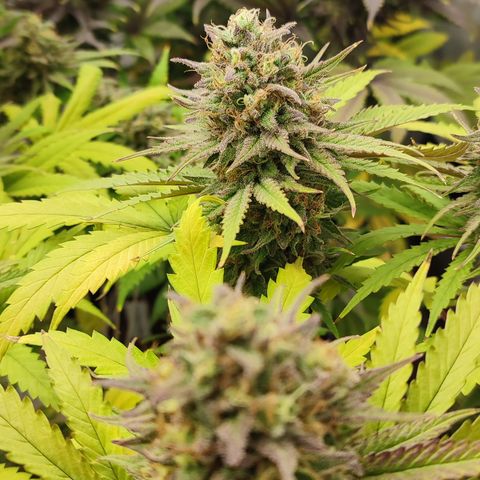 Tropicanna Banana, Ice cream cake, Biscotti Minz, Runtz Layer cake  growlog timeline photo