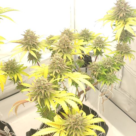 Tropicanna Banana, Ice cream cake, Biscotti Minz, Runtz Layer cake  growlog timeline photo