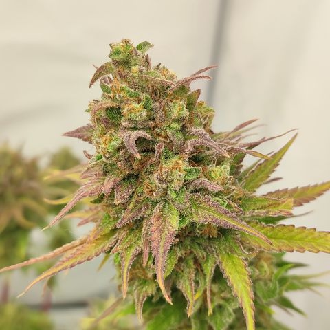 Tropicanna Banana, Ice cream cake, Biscotti Minz, Runtz Layer cake  growlog timeline photo