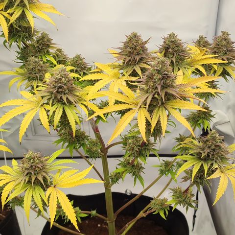 Tropicanna Banana, Ice cream cake, Biscotti Minz, Runtz Layer cake  growlog timeline photo