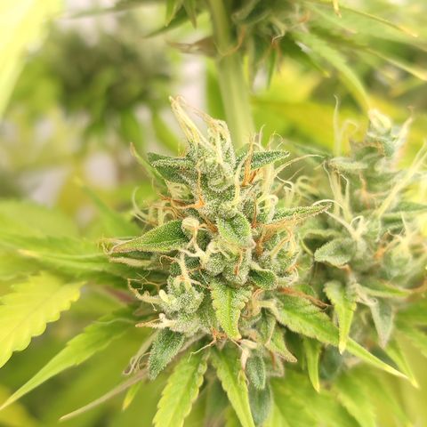 Tropicanna Banana, Ice cream cake, Biscotti Minz, Runtz Layer cake  growlog timeline photo
