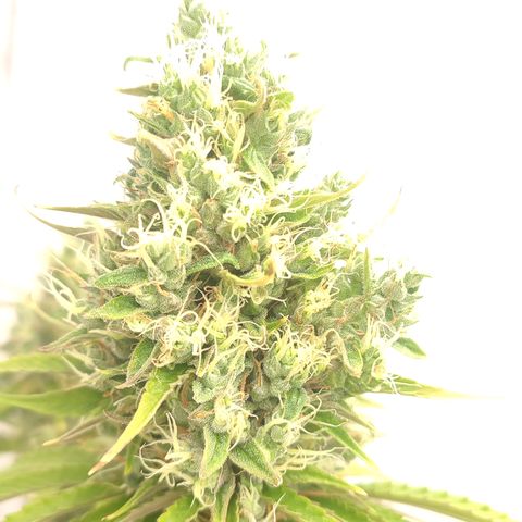 Tropicanna Banana, Ice cream cake, Biscotti Minz, Runtz Layer cake  growlog timeline photo