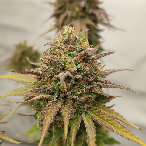 Tropicanna Banana, Ice cream cake, Biscotti Minz, Runtz Layer cake  growlog timeline photo