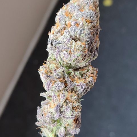 Tropicanna Banana, Ice cream cake, Biscotti Minz, Runtz Layer cake  growlog photo: Runtz Layer Cake