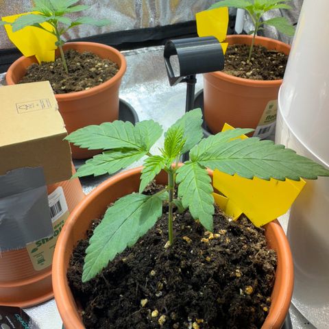 Orange Bud growlog timeline photo