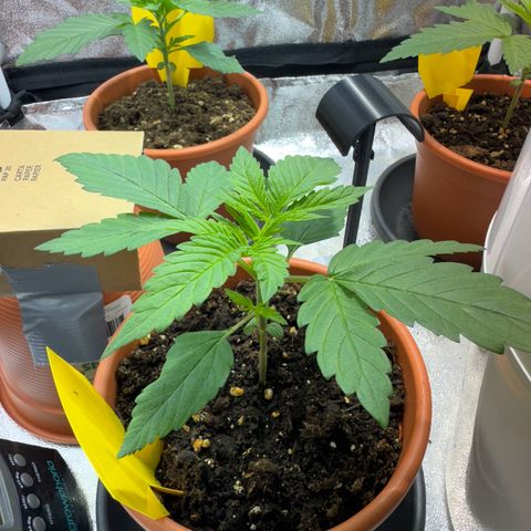 Orange Bud growlog timeline photo