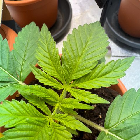 Orange Bud growlog timeline photo