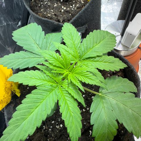 Orange Bud growlog timeline photo