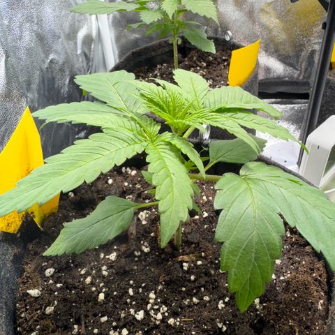 Orange Bud growlog timeline photo