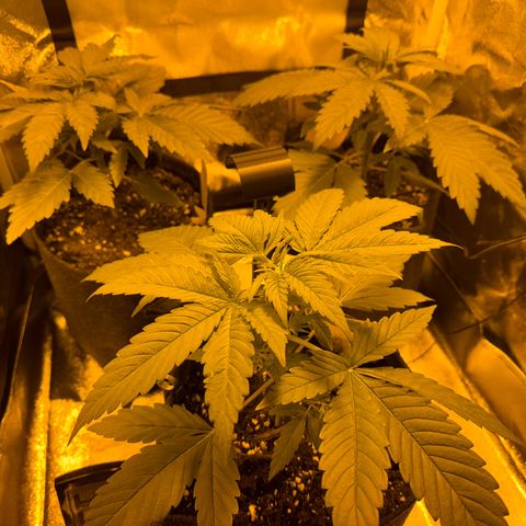 Orange Bud growlog timeline photo