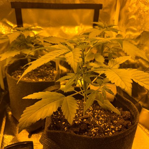 Orange Bud growlog timeline photo