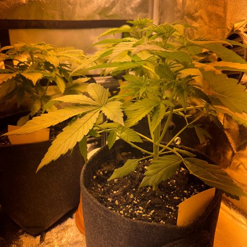 Orange Bud growlog timeline photo
