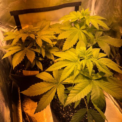 Orange Bud growlog timeline photo
