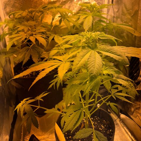 Orange Bud growlog timeline photo
