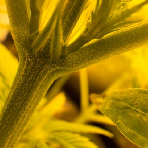 Orange Bud growlog timeline photo