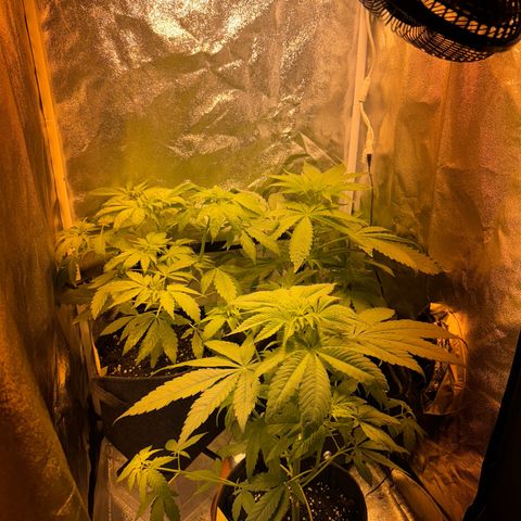 Orange Bud growlog timeline photo