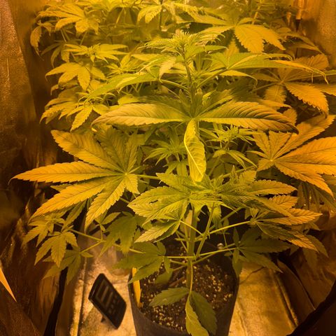 Orange Bud growlog timeline photo