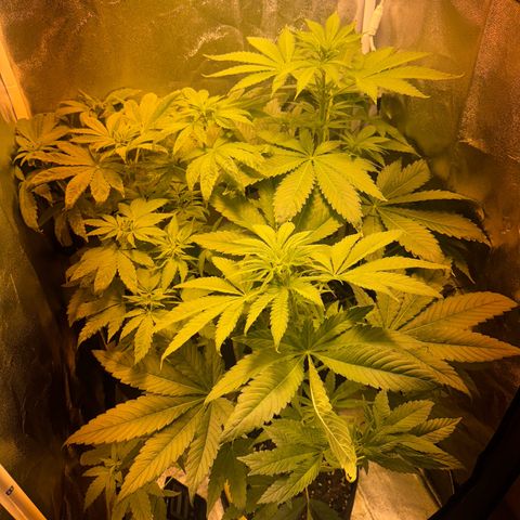 Orange Bud growlog timeline photo
