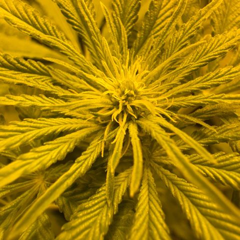 Orange Bud growlog timeline photo