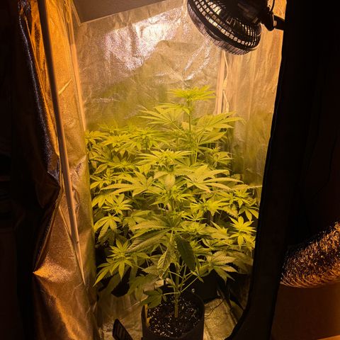 Orange Bud growlog timeline photo