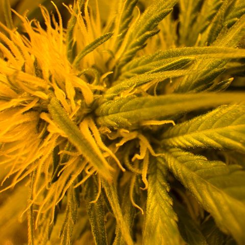 Orange Bud growlog timeline photo