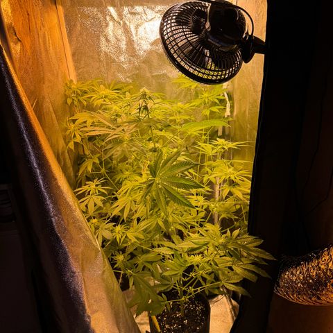 Orange Bud growlog timeline photo