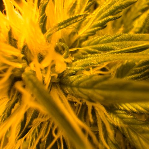 Orange Bud growlog timeline photo