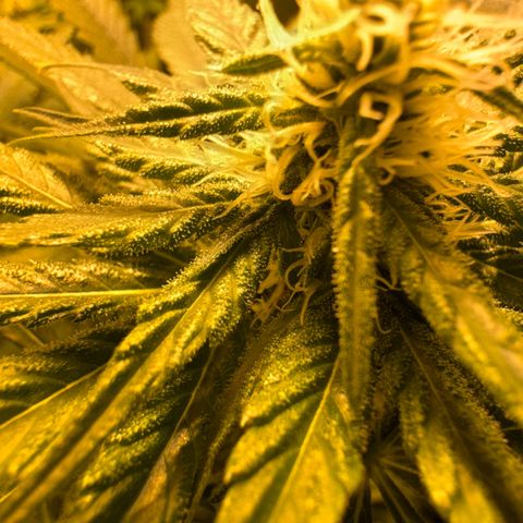 Orange Bud growlog timeline photo