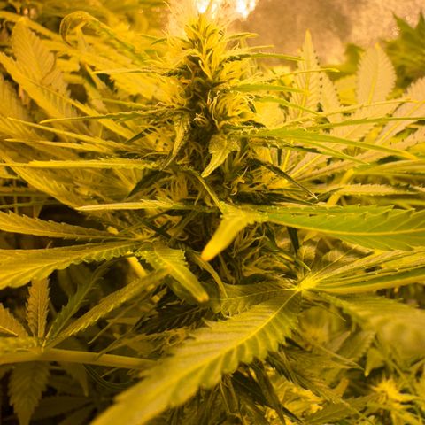 Orange Bud growlog timeline photo
