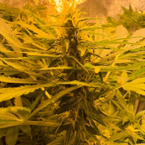 Orange Bud growlog timeline photo