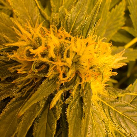 Orange Bud growlog timeline photo