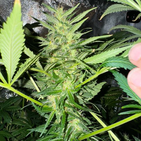 Orange Bud growlog timeline photo