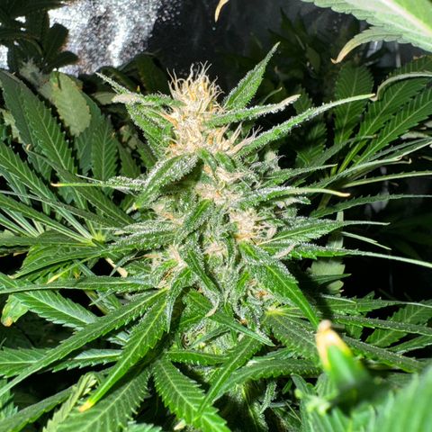 Orange Bud growlog timeline photo