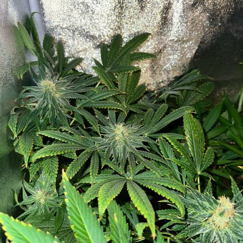 Orange Bud growlog timeline photo