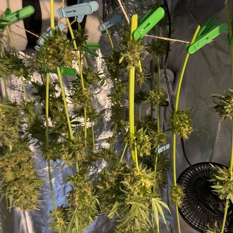 Orange Bud growlog timeline photo