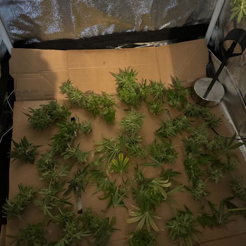 Orange Bud growlog timeline photo