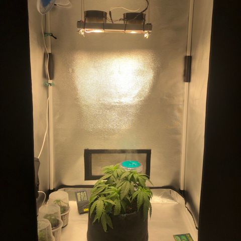 Super Lemon Haze growlog photo: 3 Clones retirados nesse dia e amarras refeitas (Primeiro ciclo)