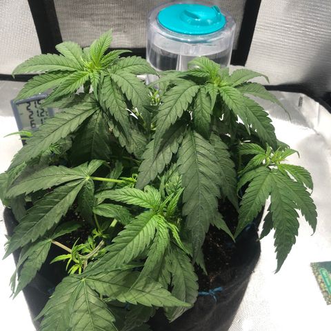 Super Lemon Haze growlog photo: 3 Clones retirados nesse dia e amarras refeitas (Primeiro ciclo)