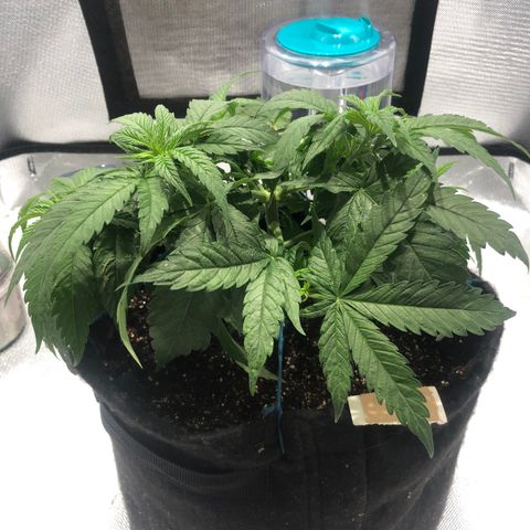 Super Lemon Haze growlog photo: 3 Clones retirados nesse dia e amarras refeitas (Primeiro ciclo)