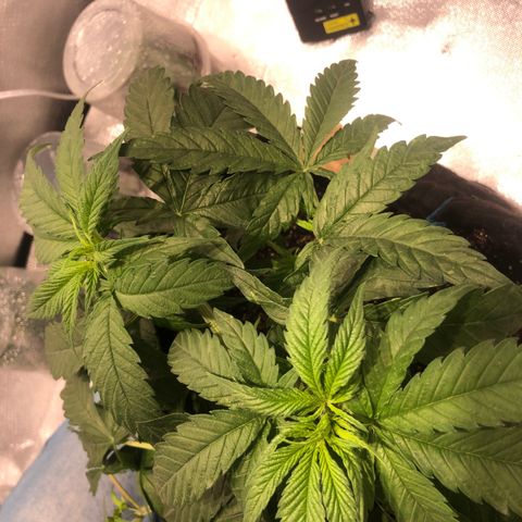 Super Lemon Haze growlog photo: 3 Clones retirados nesse dia e amarras refeitas (Primeiro ciclo)