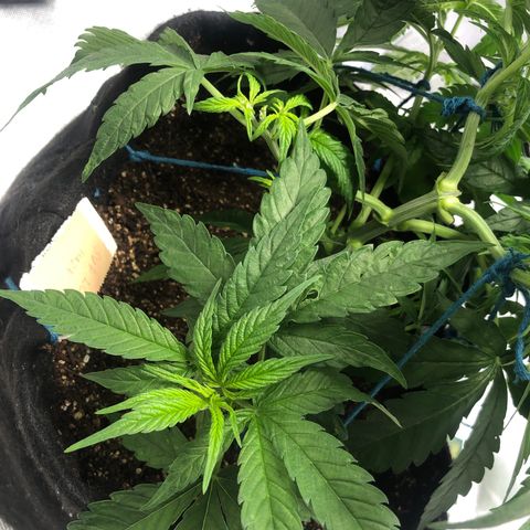 Super Lemon Haze growlog photo: Reabertura da planta, novos ramos recebendo maks luz. Aguardar o desenvolvimento.