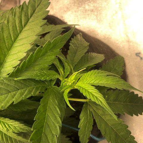 Super Lemon Haze growlog photo: Reabertura da planta, novos ramos recebendo maks luz. Aguardar o desenvolvimento.
