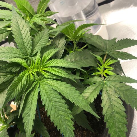 Super Lemon Haze growlog photo: Reabertura da planta, novos ramos recebendo maks luz. Aguardar o desenvolvimento.