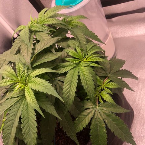 Super Lemon Haze growlog timeline photo