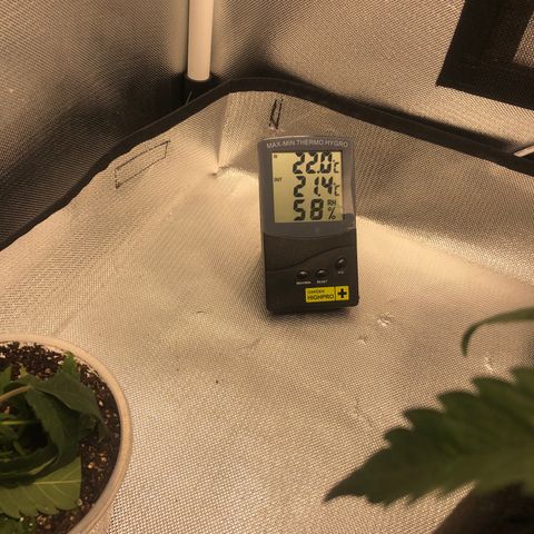 Super Lemon Haze growlog timeline photo