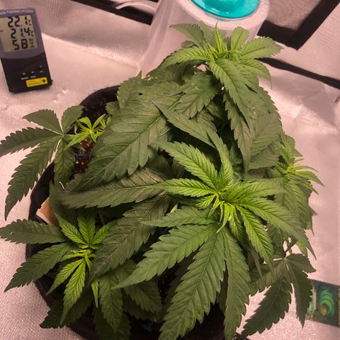 Super Lemon Haze growlog timeline photo