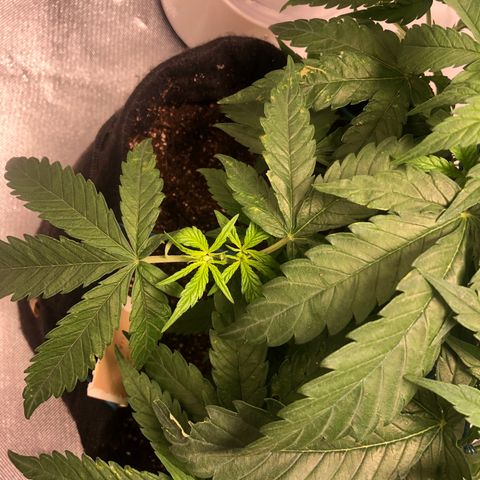 Super Lemon Haze growlog timeline photo