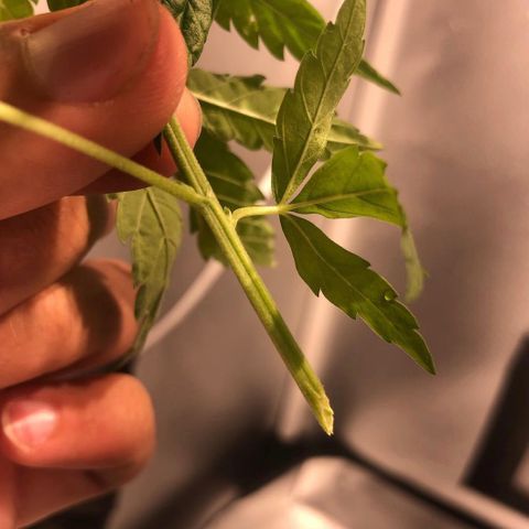 Super Lemon Haze growlog photo: Corte angulo de 45 graus.