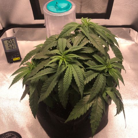 Super Lemon Haze growlog photo: Foi feita a fertirrigação hoje com 1 meio da dose semanal da fase atual vegetativa dela. Seriam 4,4: 0,55: 2,2 do flowermind e do mr roots. Porém o método de nutrição dela está sendo mudado pela primeira vez, onde em vez de nutrir ela com a quantidade total de uma única vez, foi dividido em duas regas semanais.